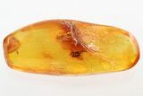 Fossil Ant-Like Stone Beetle and Fly in Baltic Amber #343225-1